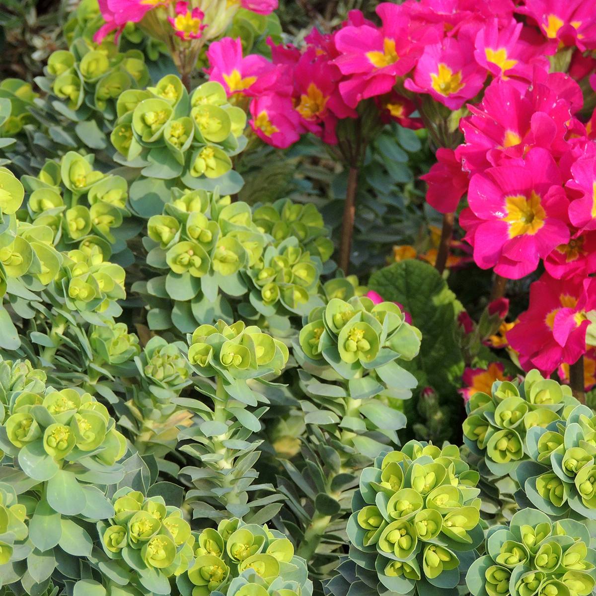 Graines d'Euphorbe de Corse - Euphorbia myrsinites le sachet de 50 graines environ (0,8g)