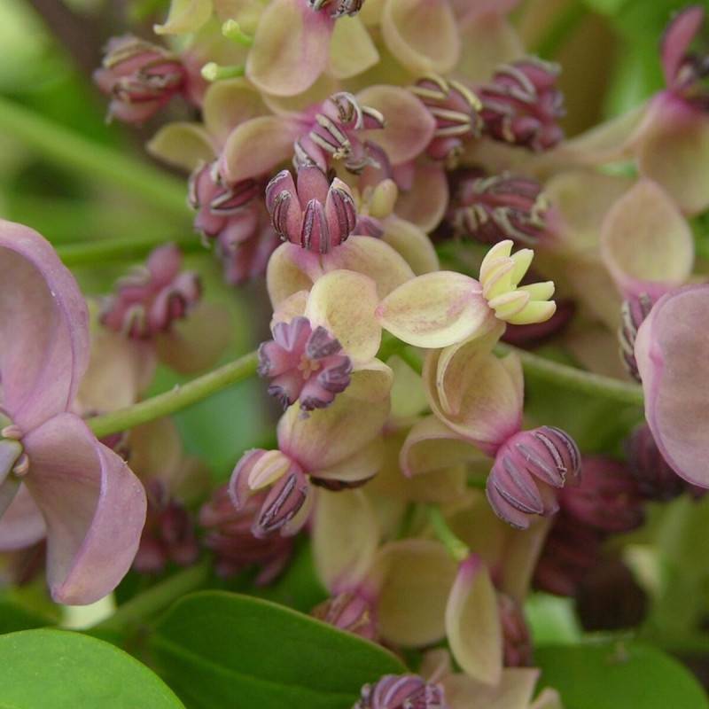 Akebie quinata Silver Bells, Akebia à fleurs Rose - feuillage Semi-Persistant - Godet - 5/20 cm- hauteur à maturité De 5,00 m à 10,00 m - Image 1