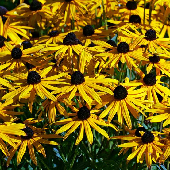 Graines de Rudbeckia Goldsturm - Rudbeckia fulgida var. sullivantii Goldsturm le sachet de 100 graines environ (0,15g)
