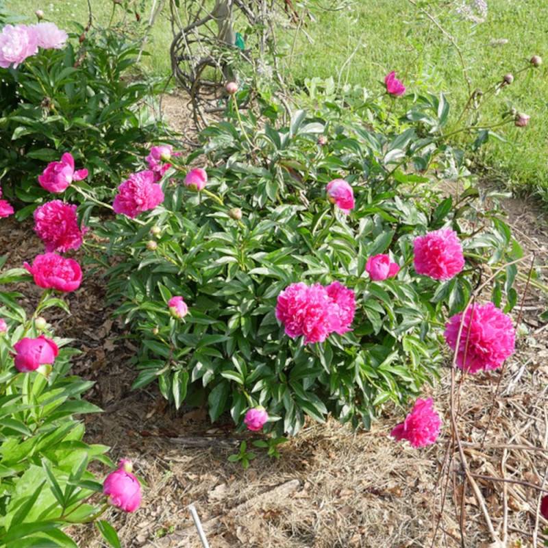 Pivoine herbacée Felix Crousse à fleurs Rose/Rouge - feuillage Caduc - Pot de 2L - 10/20 cm - Imagen 7