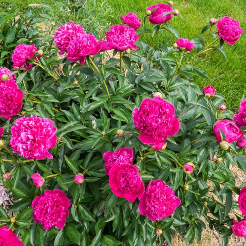 Pivoine herbacée Felix Crousse à fleurs Rose/Rouge - feuillage Caduc - Pot de 2L - 10/20 cm - Imagen 9