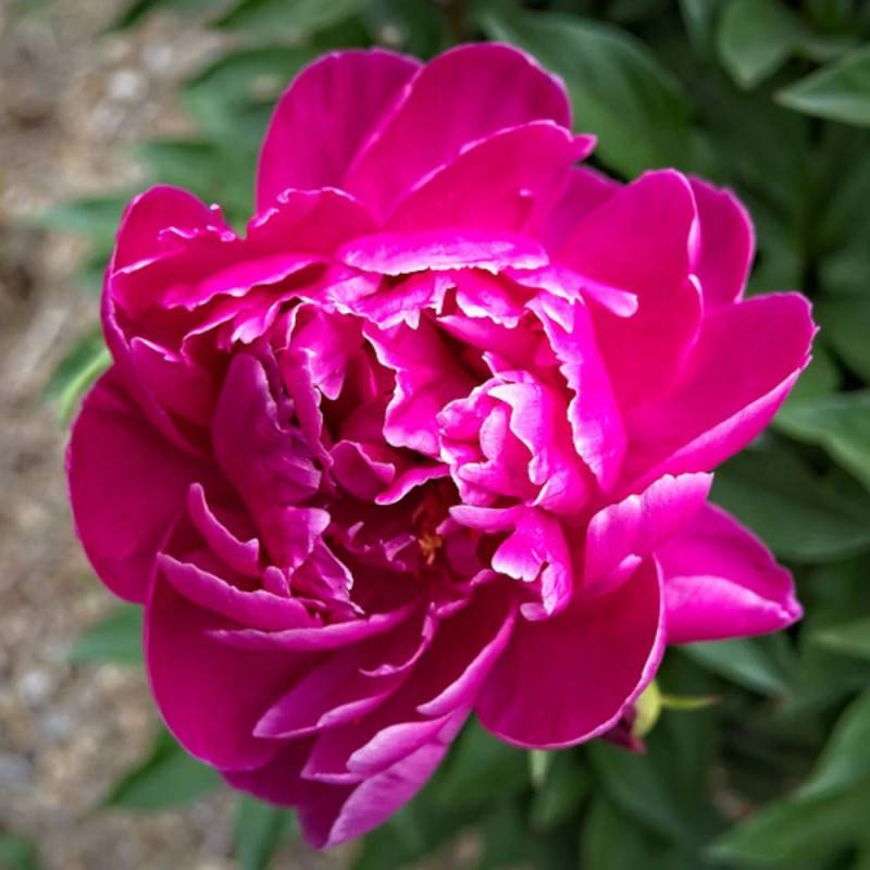 Pivoine herbacée Felix Crousse à fleurs Rose/Rouge - feuillage Caduc - Pot de 2L - 10/20 cm - Imagen 2