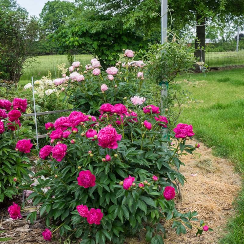 Pivoine herbacée Felix Crousse à fleurs Rose/Rouge - feuillage Caduc - Pot de 2L - 10/20 cm - Imagen 10