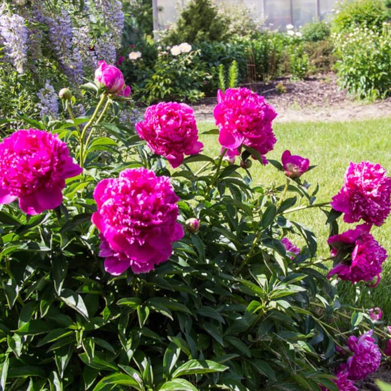 Pivoine herbacée Felix Crousse à fleurs Rose/Rouge - feuillage Caduc - Pot de 2L - 10/20 cm - Imagen 8