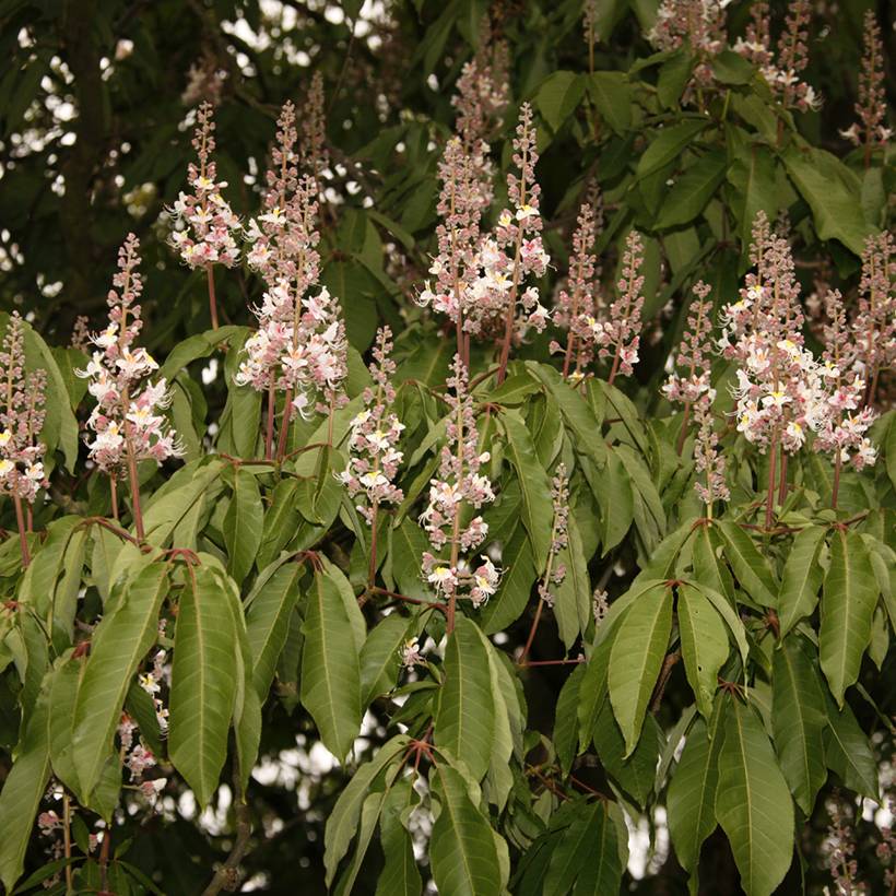 Aesculus indica Sydney Pearce - Marronnier de l'Himalaya Pot de 7,5L/10L