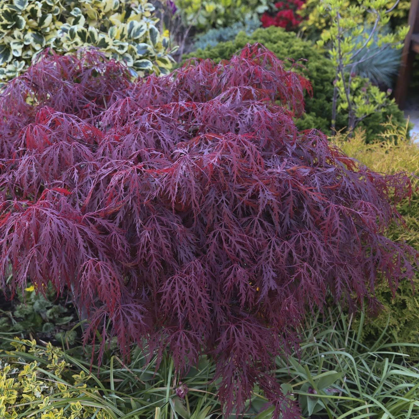 Érable du Japon - Acer palmatum Crimson Queen Pot de 2L/3L