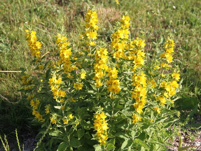 Lysimachia punctata - Lysimaque ponctuée Godet de 8/9 cm