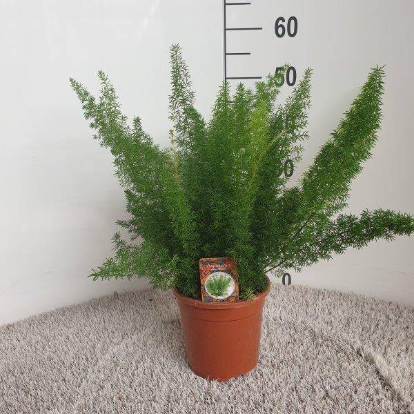 La Green Touch - Asparagus Meyersii - Asparagus queue de renard - H 50 cm, pot Ø17 cm