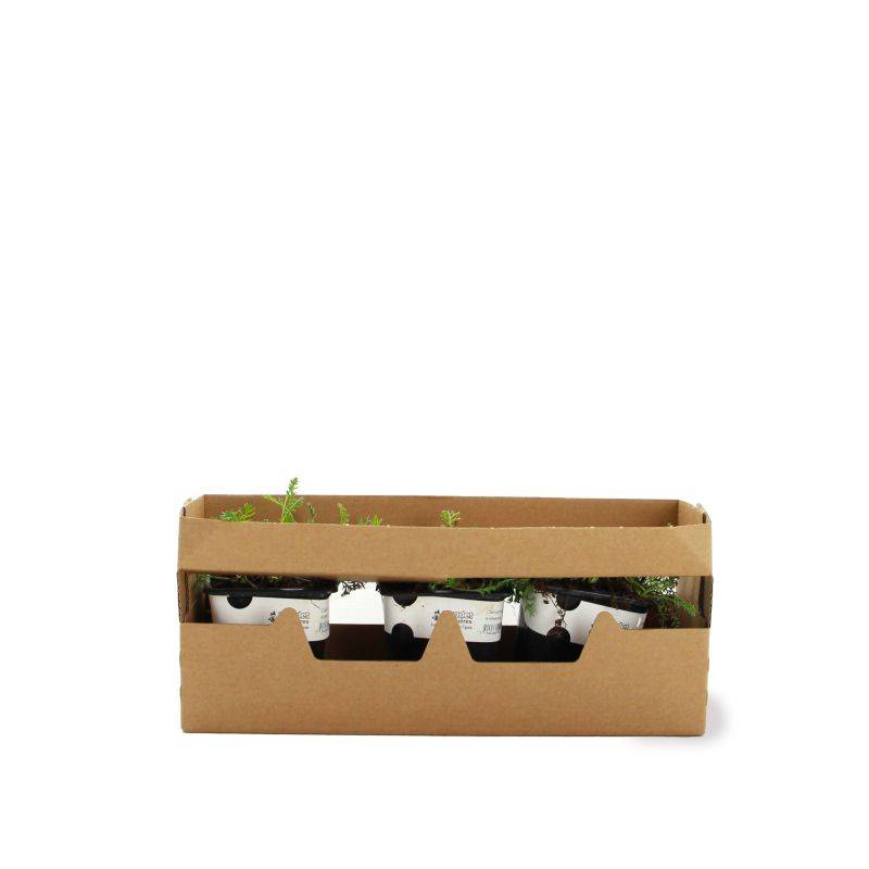 3 Camomilles 'Karpatenschnee' (Anthemis Carpatica 'Karpatenschnee') - Lot de 3 vivaces - Pépinières Naudet - Imagen 4