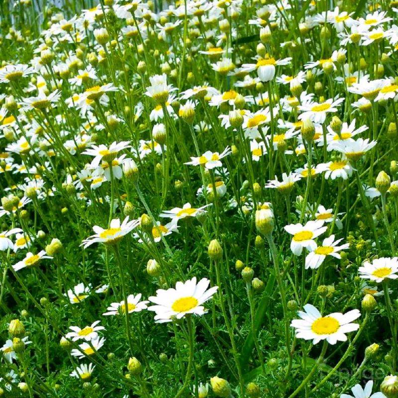 3 Camomilles 'Karpatenschnee' (Anthemis Carpatica 'Karpatenschnee') - Lot de 3 vivaces - Pépinières Naudet - Imagen 1