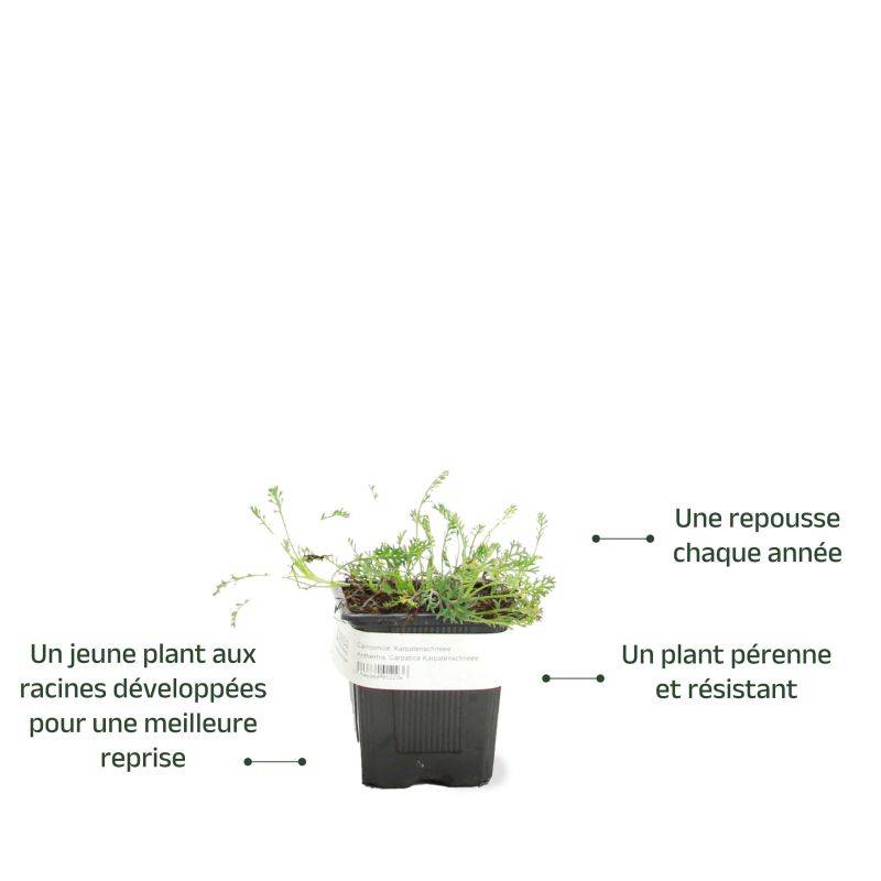 3 Camomilles 'Karpatenschnee' (Anthemis Carpatica 'Karpatenschnee') - Lot de 3 vivaces - Pépinières Naudet - Imagen 3