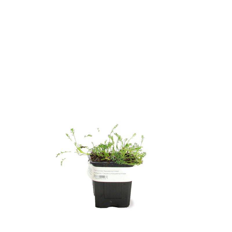 3 Camomilles 'Karpatenschnee' (Anthemis Carpatica 'Karpatenschnee') - Lot de 3 vivaces - Pépinières Naudet - Imagen 2