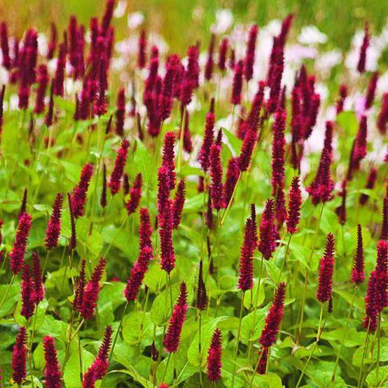 Renouée - Persicaria amplexicaulis Blackfield Godet de 8/9 cm