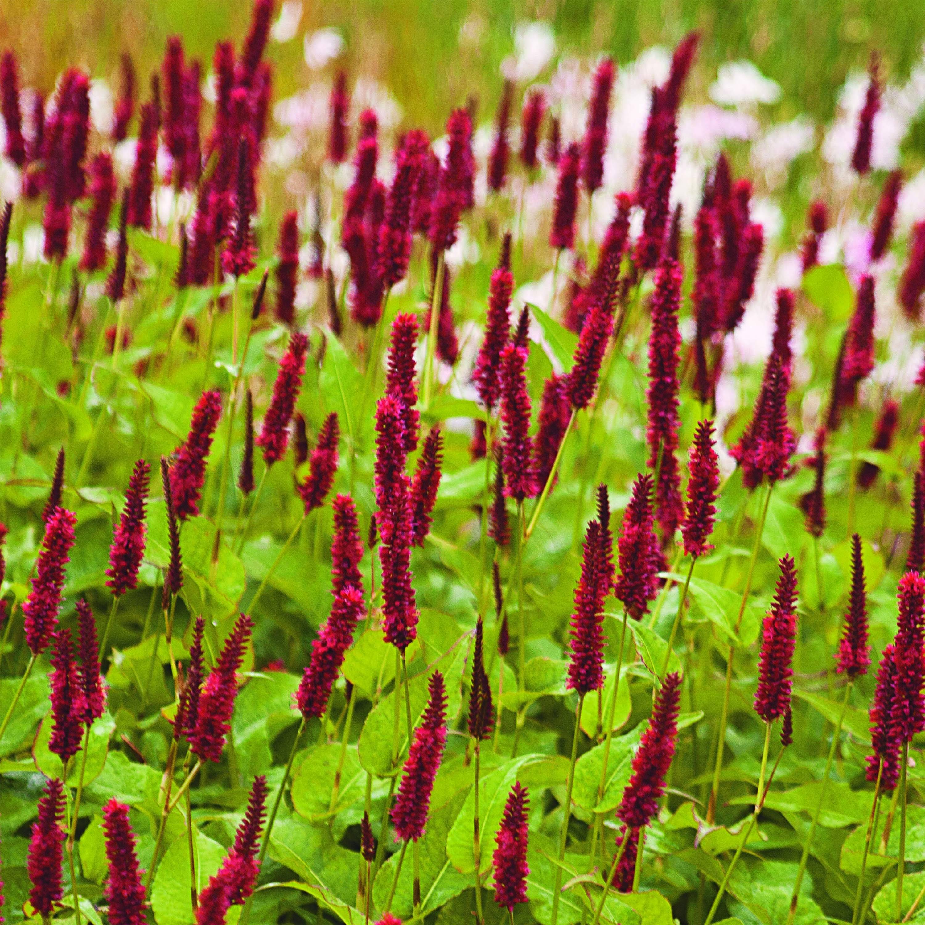 Renouée - Persicaria amplexicaulis Blackfield Godet de 8/9 cm