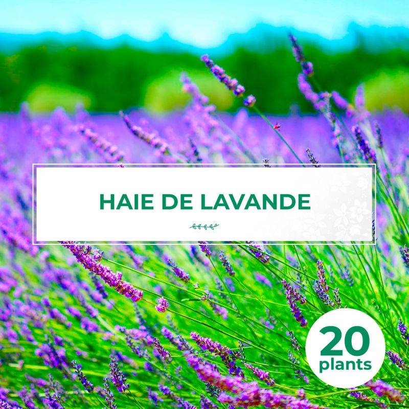 20 Lavandes (Lavandula 'Angustifolia') - Haie de Lavande -  - Pépinières Naudet - Imagen 1