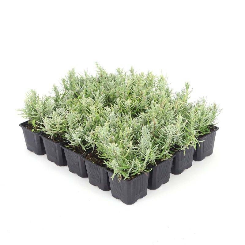 20 Lavandes (Lavandula 'Angustifolia') - Haie de Lavande -  - Pépinières Naudet - Imagen 3