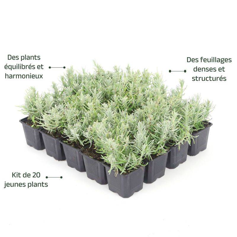 20 Lavandes (Lavandula 'Angustifolia') - Haie de Lavande -  - Pépinières Naudet - Imagen 4