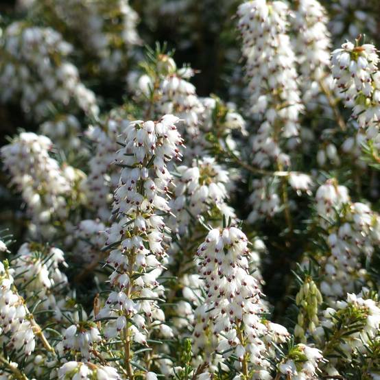 Bruyère d'hiver - Erica x darleyensis Silberschmelze Godet de 8/9 cm - Image 1