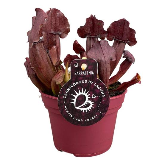 Sarracenia Maroon 23cm - Plante d'intérieur- La Green Touch - Image 1