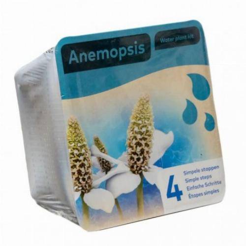 Kit de 2 plantes aquatiques - bassin et fontaine - Anemopsis - Image 2