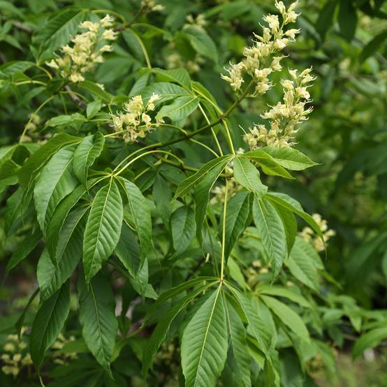 Promesse de Fleurs - Aesculus glabra var. arguta - Marronnier de l'Ohio Pot de 4L/5L