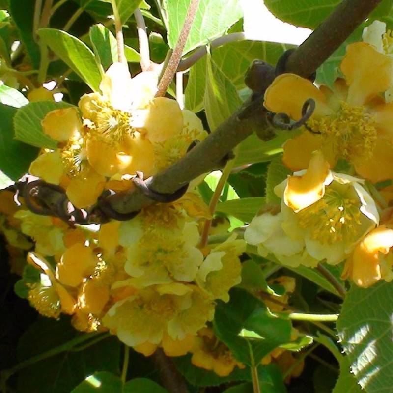 Kiwi Tomuri (Mâle) à fleurs Blanche - feuillage Caduc - Godet - 5/20 cm-  hauteur à maturité De 3,00 m à 5,00 m - Imagen 4