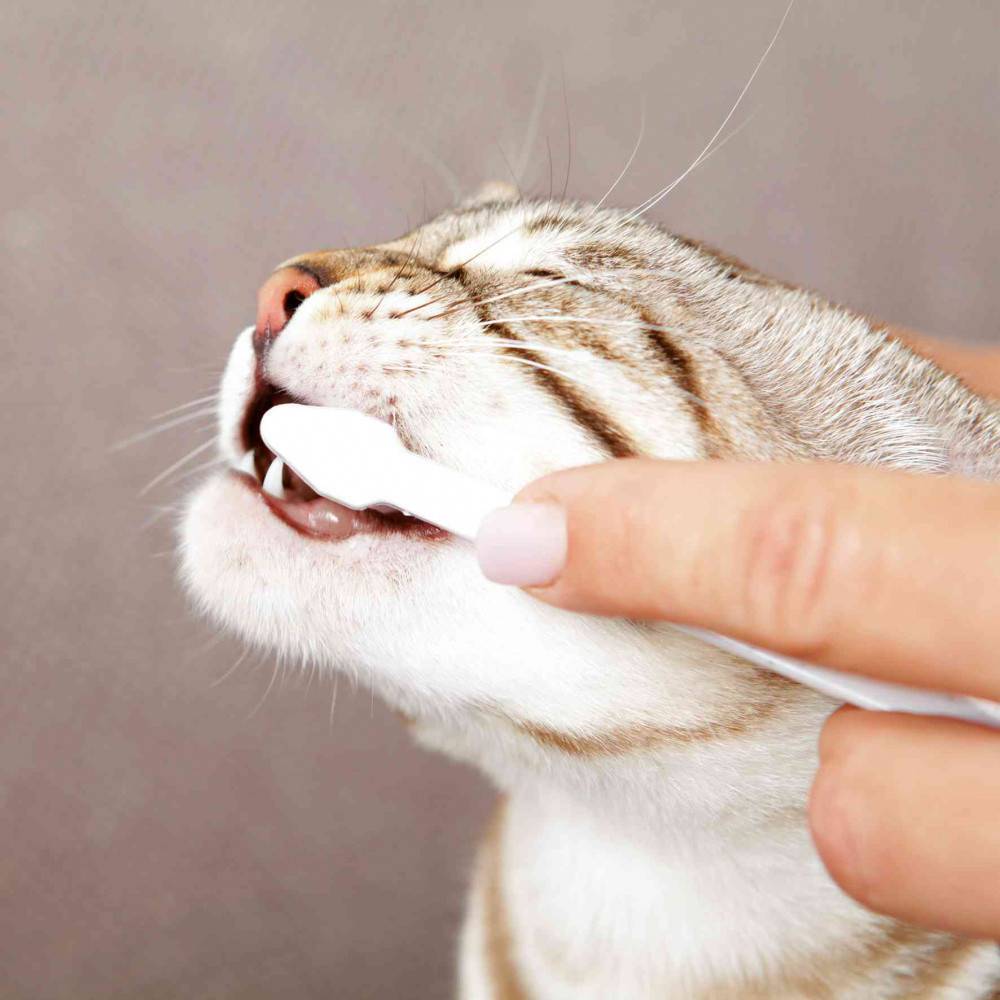 Trixie - Trixie - Set hygiène dentaire chat gout fromage 50g - Imagen 4