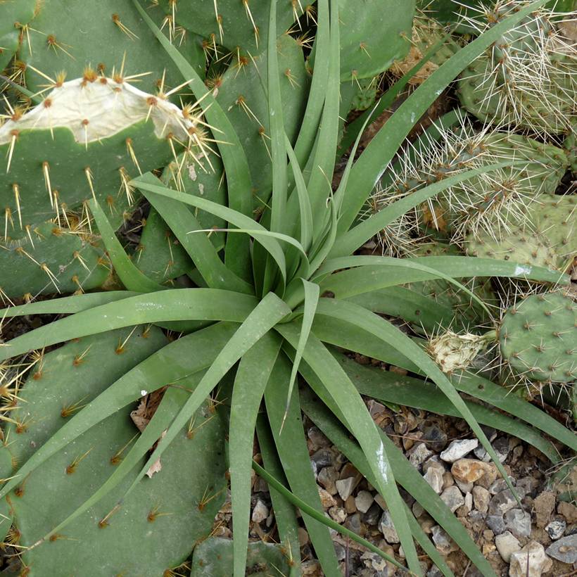Agave bracteosa Godet de 8/9 cm