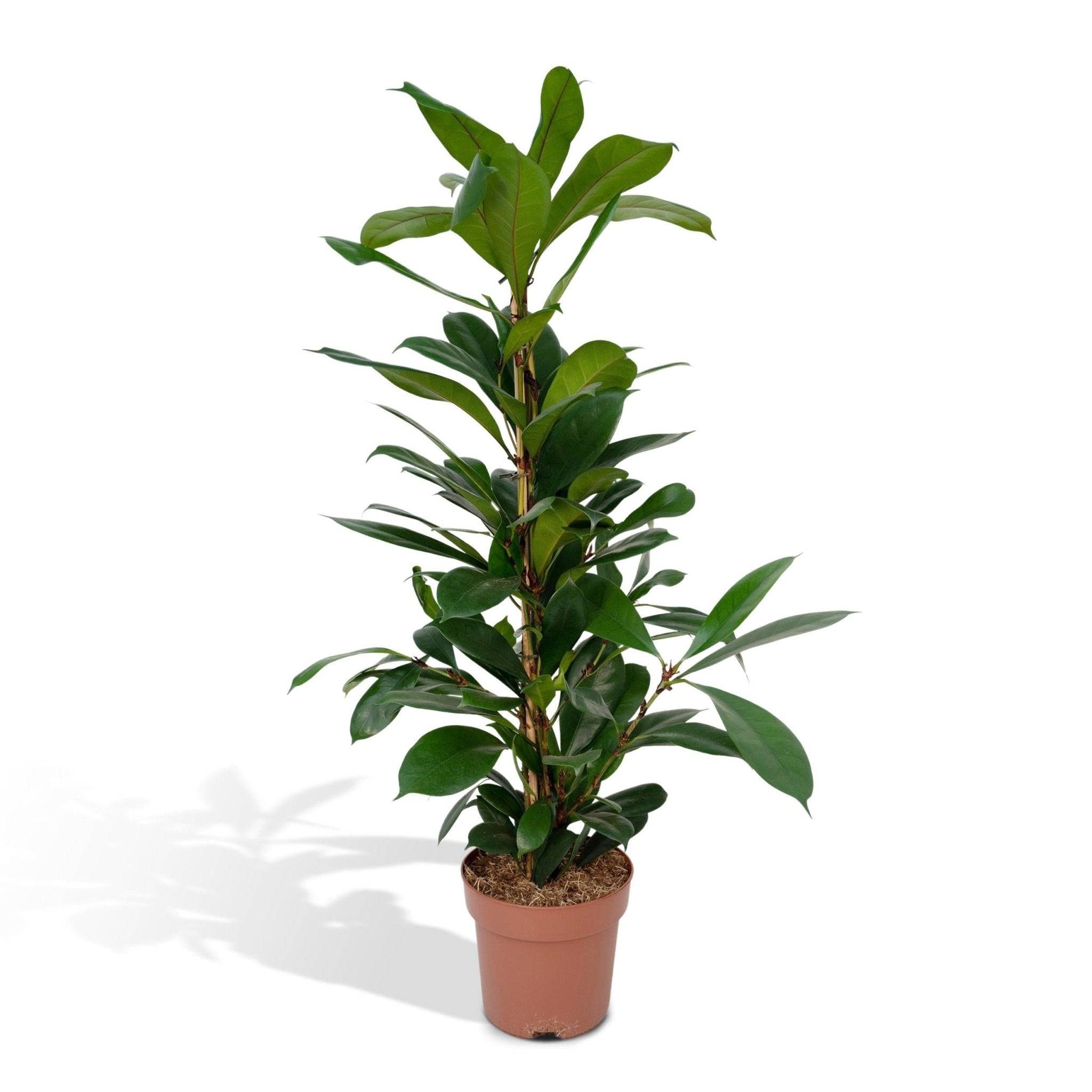 Ficus Cyathistipula  h30cm 105cm - Plante d'intérieur- La Green Touch - Image 3
