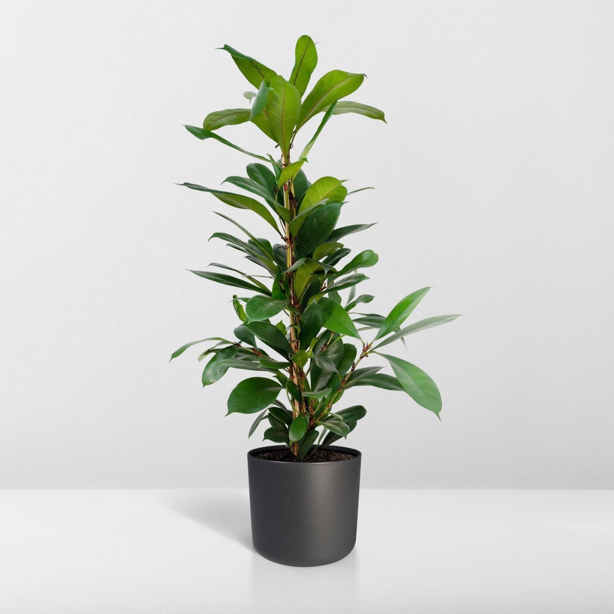 Ficus Cyathistipula h30cm 105cm - Plante d'intérieur- La Green Touch - Image 8
