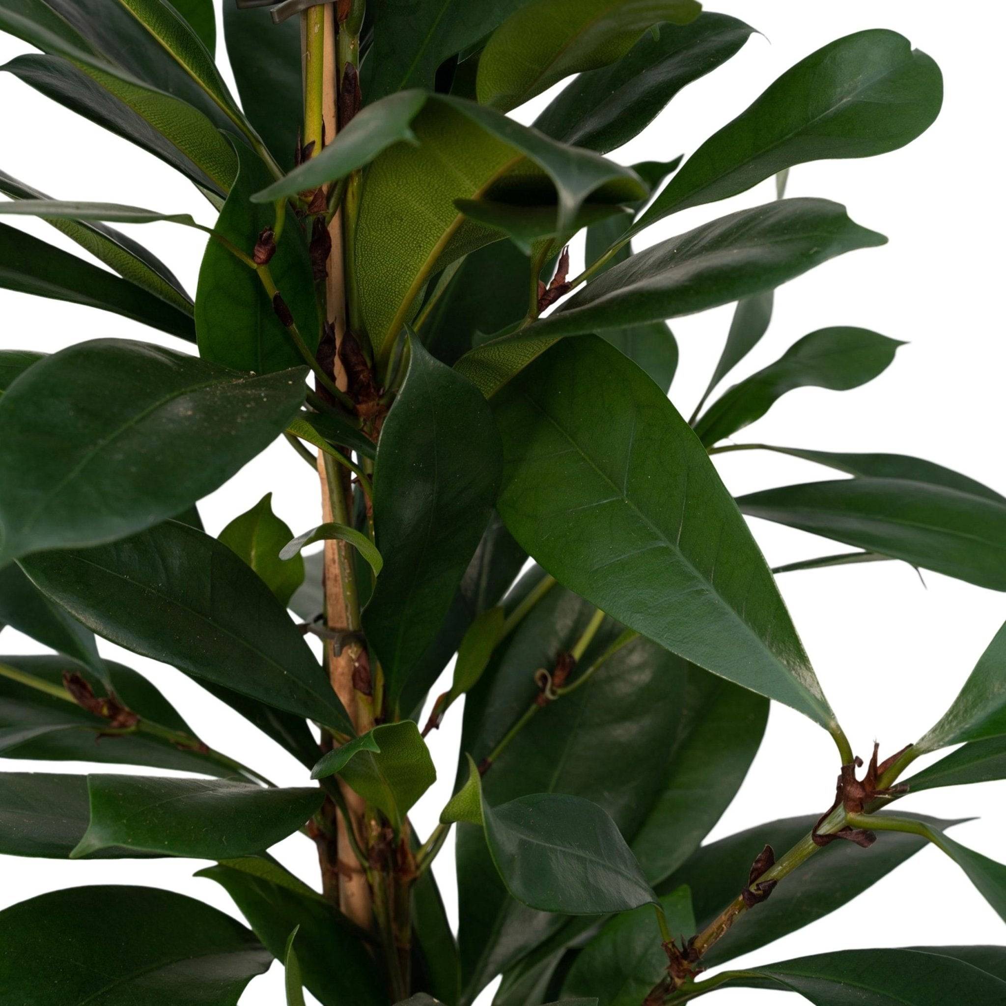Ficus Cyathistipula h30cm 105cm - Plante d'intérieur- La Green Touch - Image 4