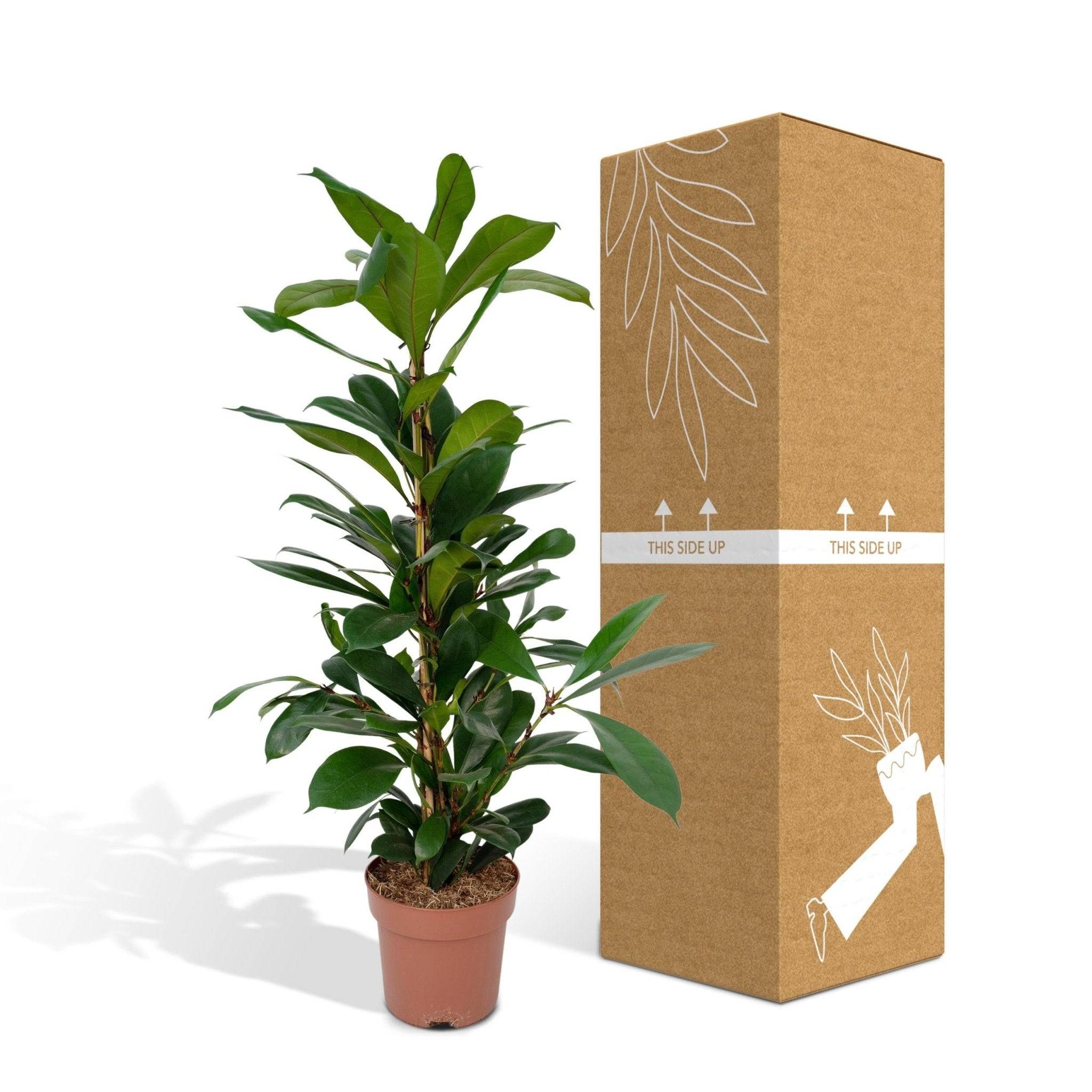 Ficus Cyathistipula  h30cm 105cm - Plante d'intérieur- La Green Touch - Image 6