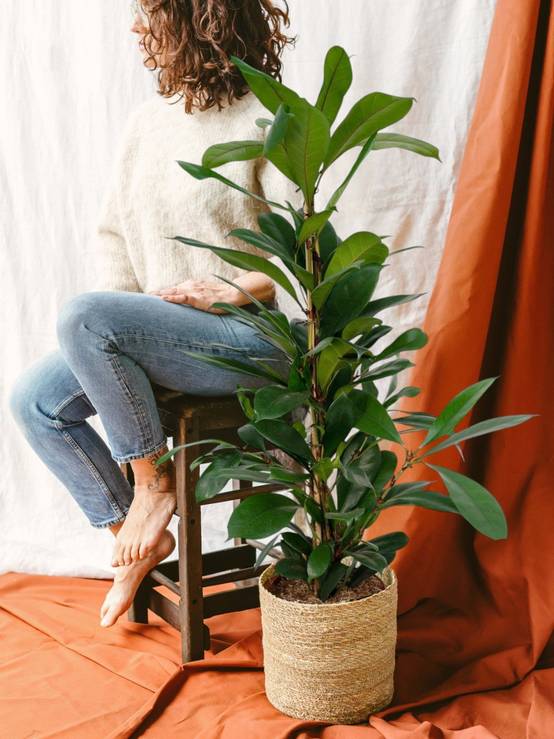 Ficus Cyathistipula h30cm 105cm - Plante d'intérieur- La Green Touch - Image 2