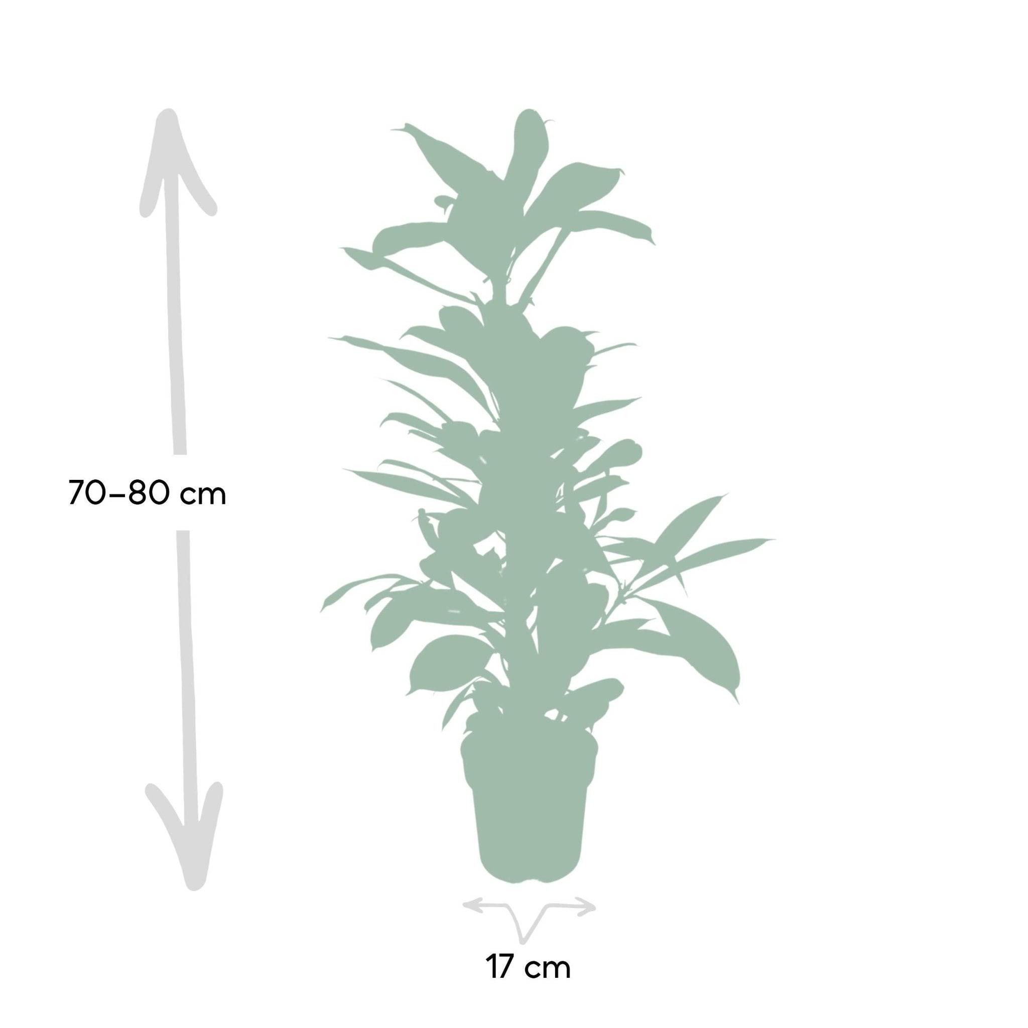 Ficus Cyathistipula  h30cm 105cm - Plante d'intérieur- La Green Touch - Image 5
