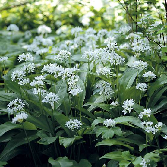 Promesse de Fleurs - Ail des Ours - Allium ursinum Godet de 7/8 cm