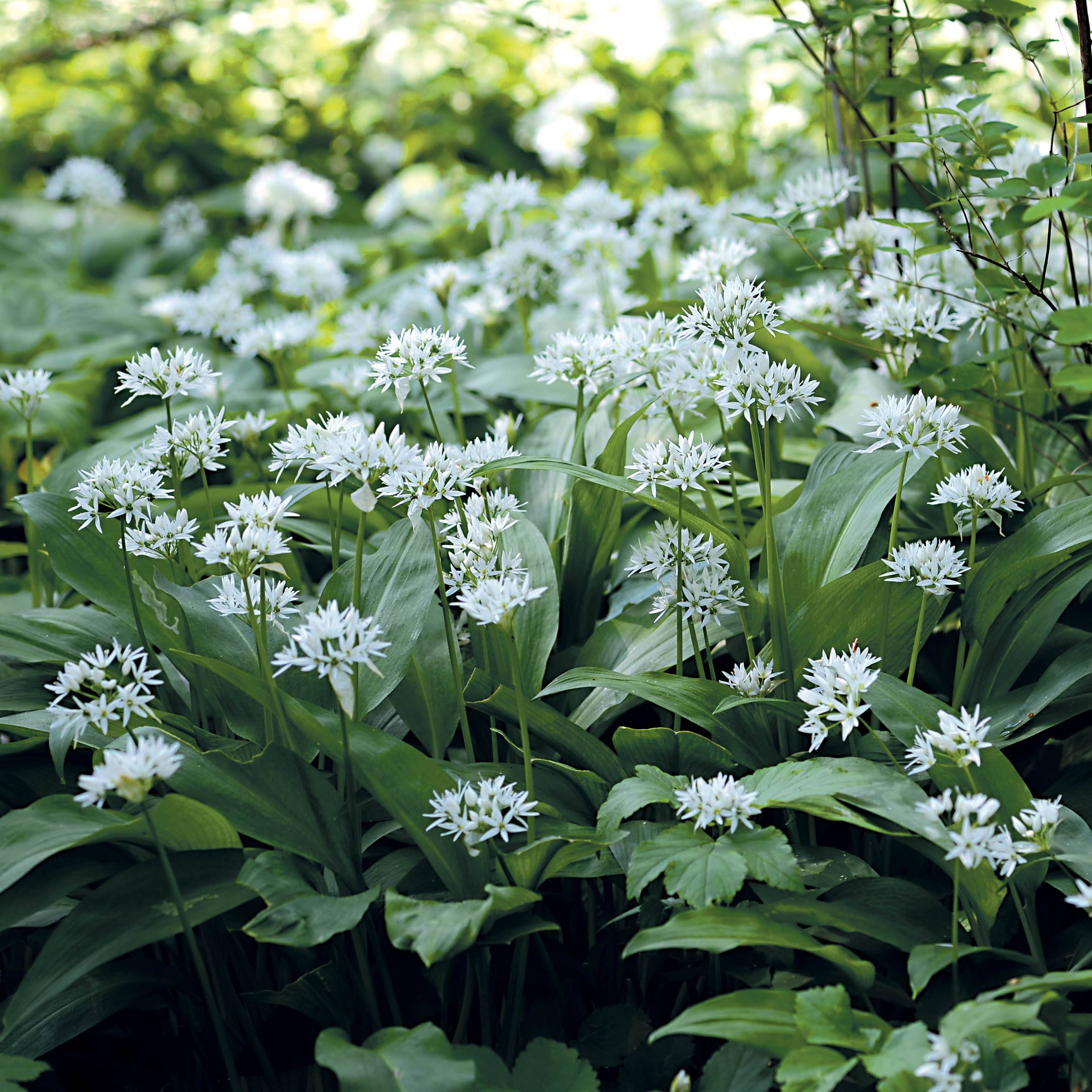Promesse de Fleurs - Ail des Ours - Allium ursinum Godet de 7/8 cm