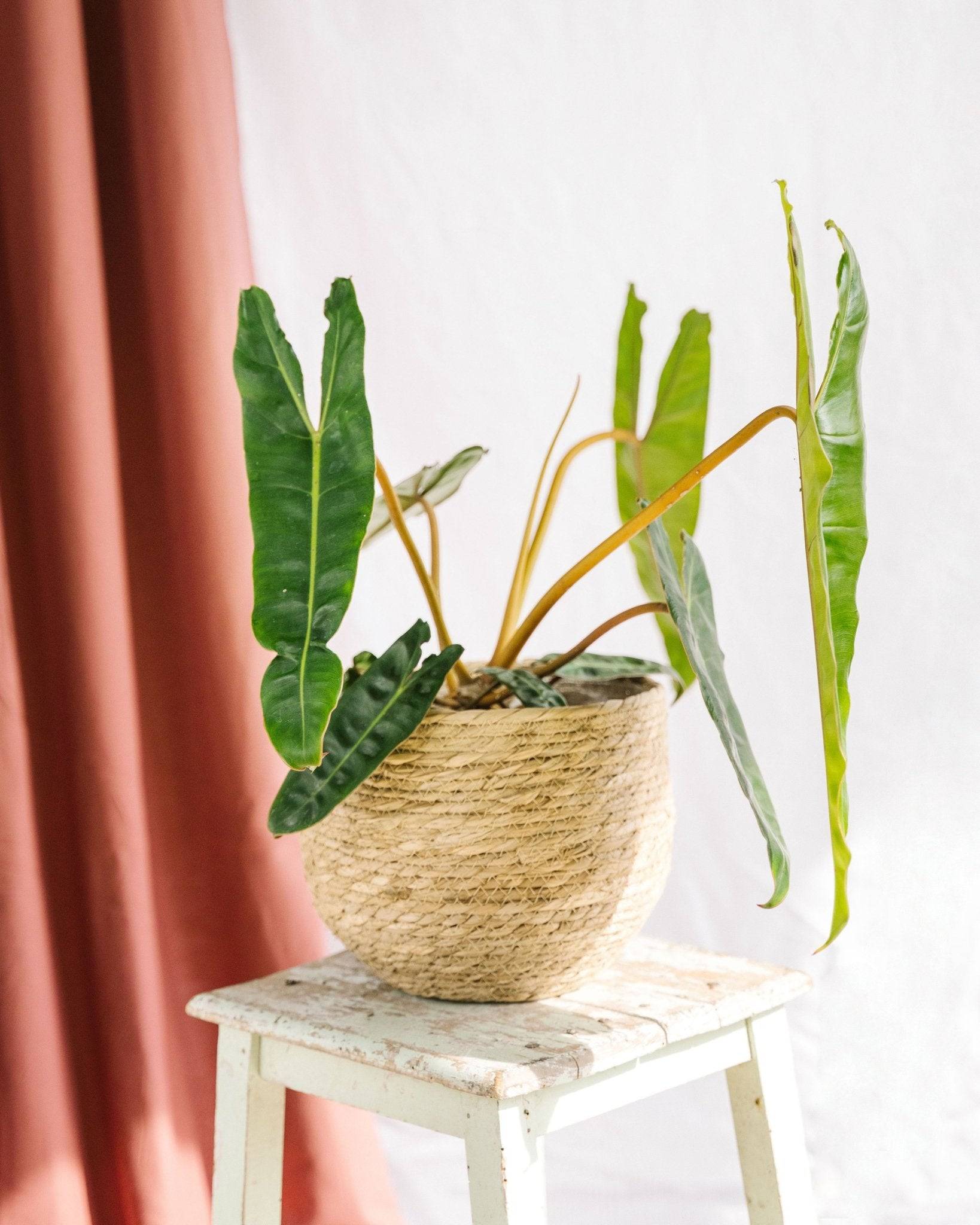 Philodendron Billetiae 50cm - Plante d'intérieur- La Green Touch - Imagen 2