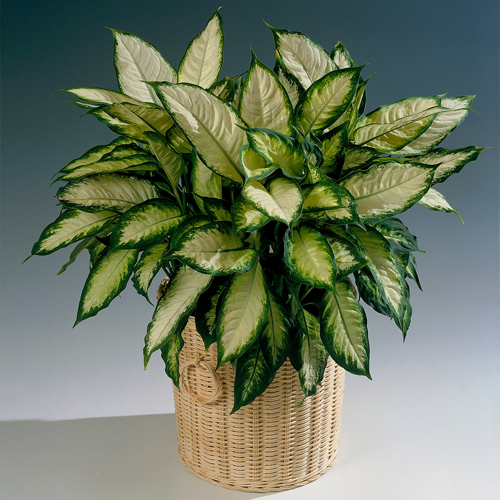 Gardenersdream - Dieffenbachia "Camilla" Plante D'Intérieur Tropicale Pour La Maison Ou Le Bureau En Pot De 12Cm - GardenersDream - Imagen 1