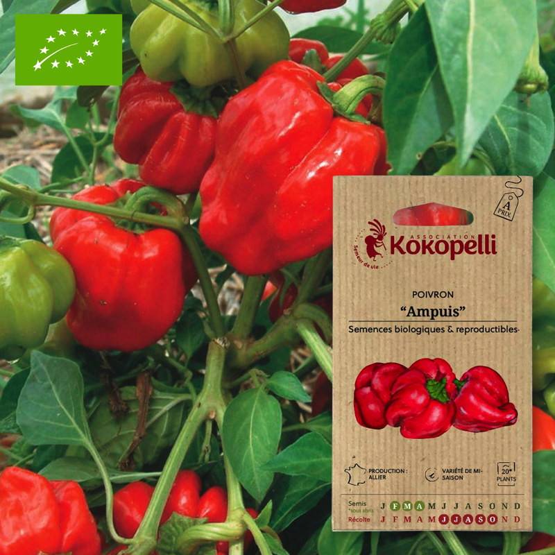 Poivron rouge Ampuis- Graines bio à semer