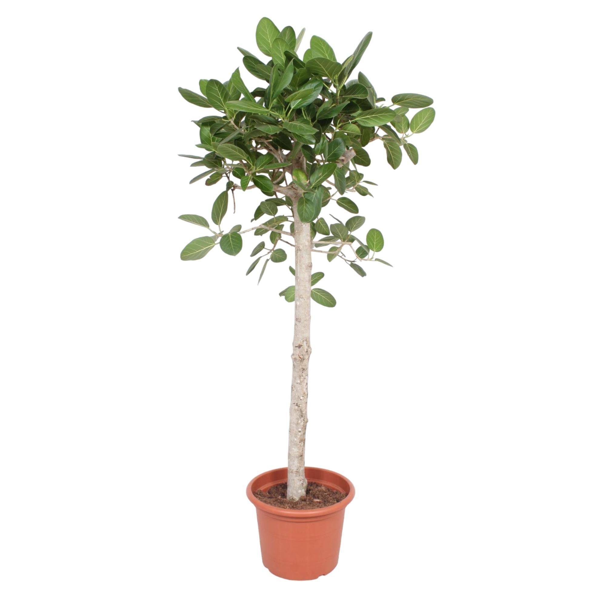 Ficus Benghalensis Arbre - D40 H180cm - Image 1