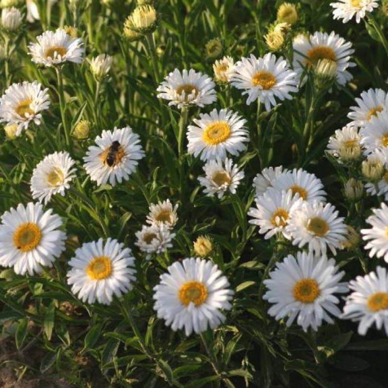 Aster de printemps Albus à fleurs Blanche/ - feuillage Caduc - Godet - 5/20 cm - Imagen 2