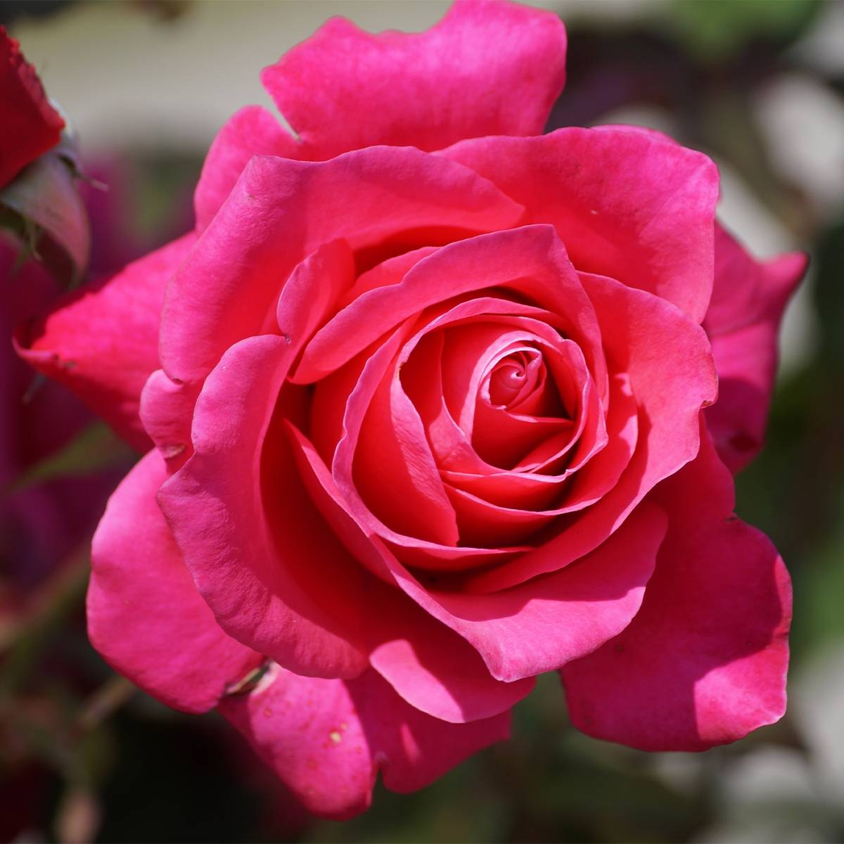 Promesse de Fleurs - Rosier à grandes fleurs Kazatchok Pot de 4L/5L