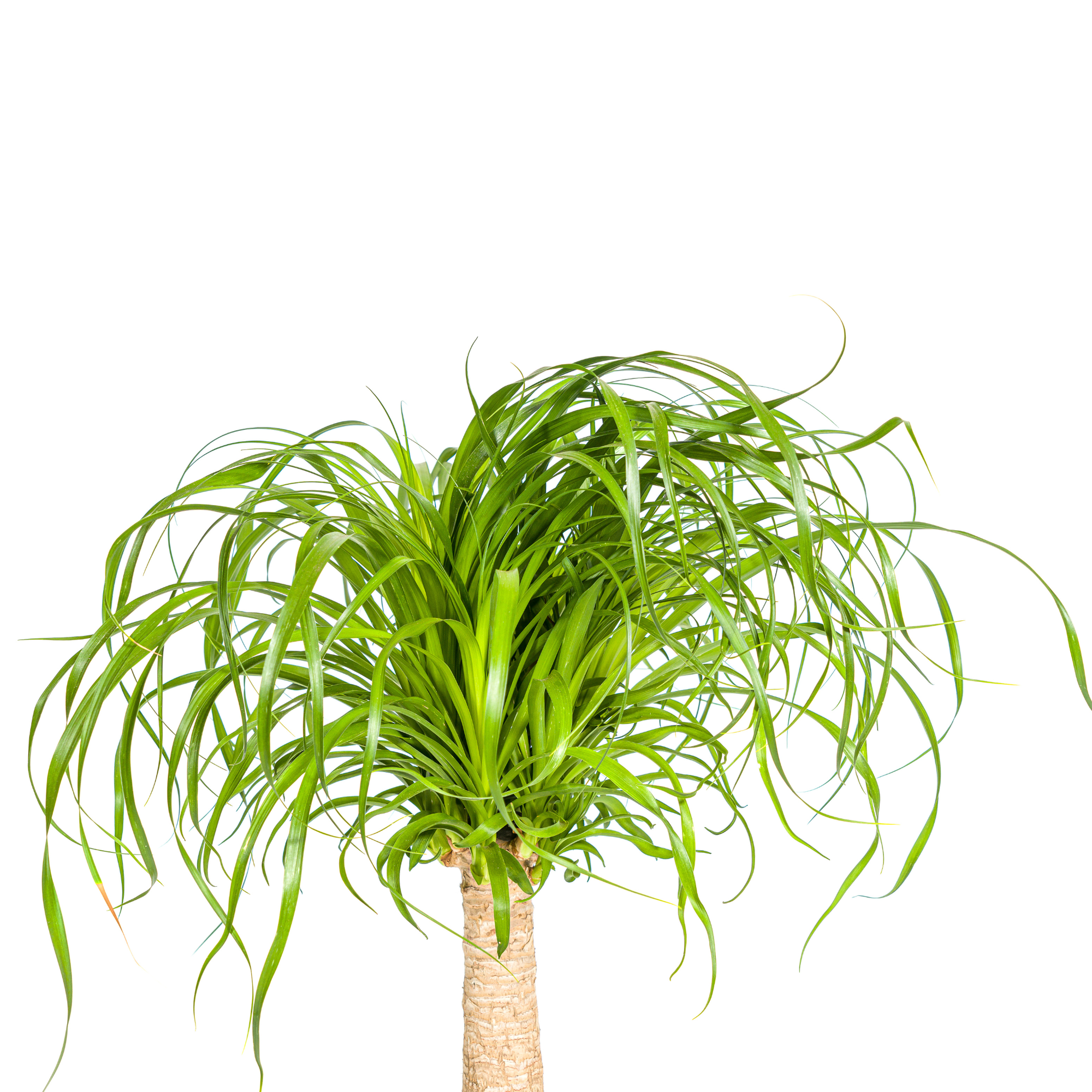 La Green Touch - Beaucarnea Recurvata Tige - H60cm - Image 4
