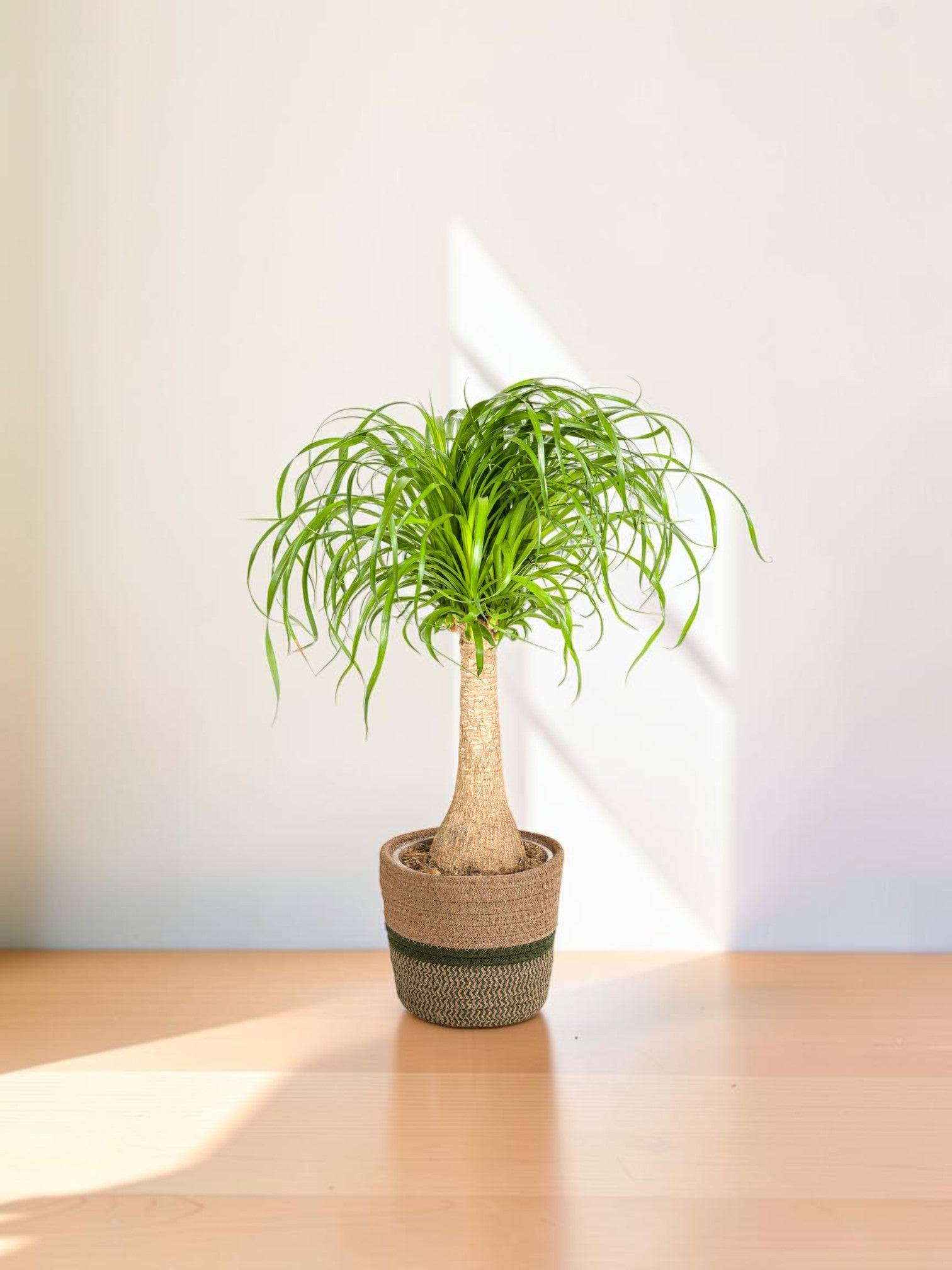 Beaucarnea Recurvata Tige - H60cm