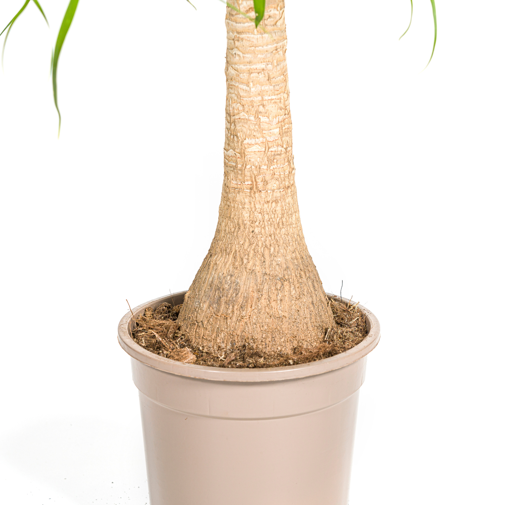 La Green Touch - Beaucarnea Recurvata Tige - H60cm - Image 6