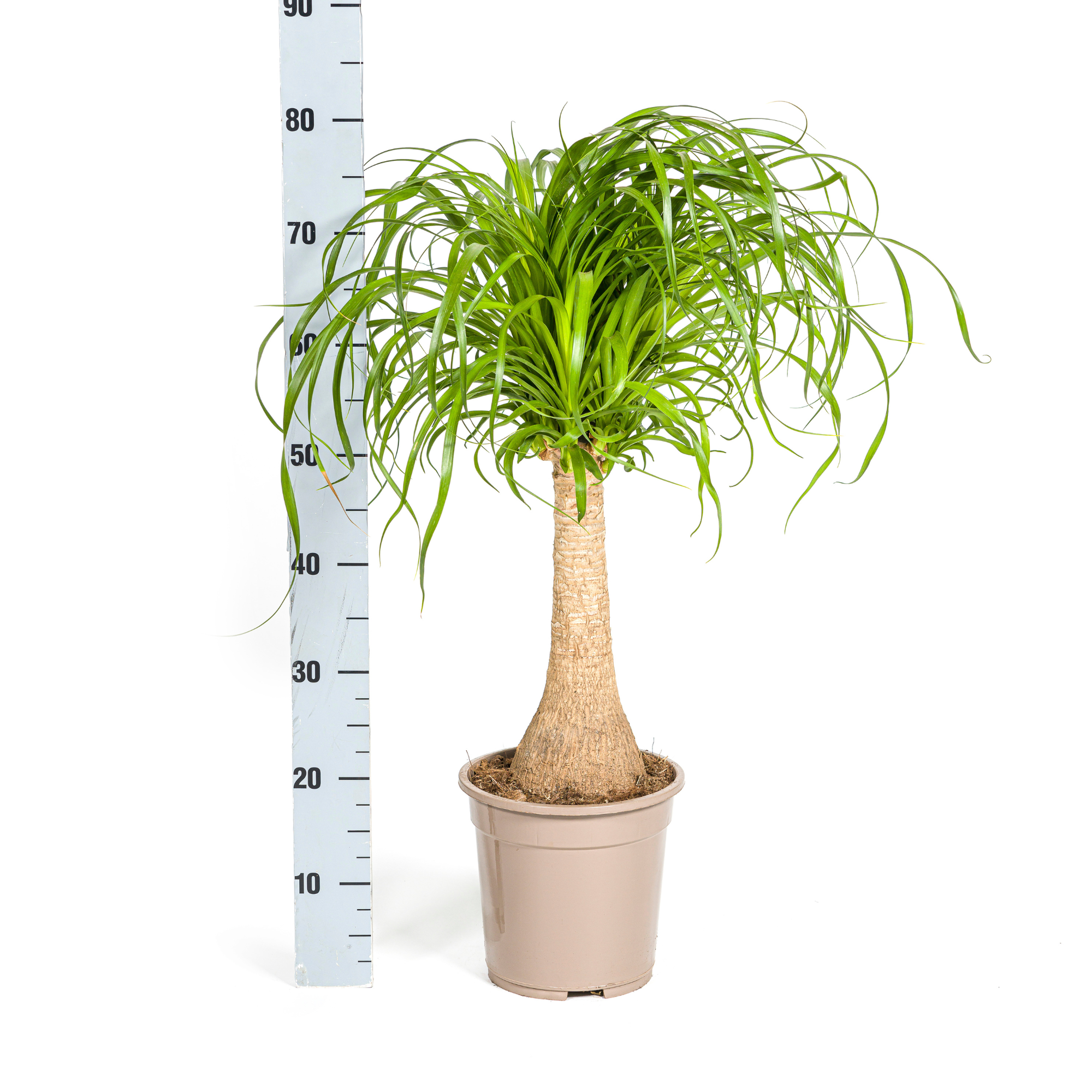 La Green Touch - Beaucarnea Recurvata Tige - H60cm - Image 7