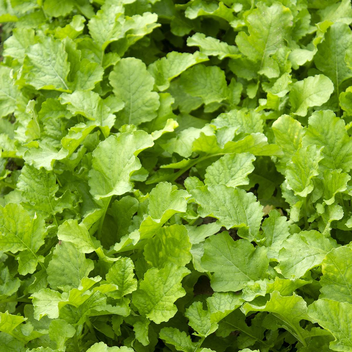Mesophylla Namenia Bio le sachet de 1250 graines environ (3g)