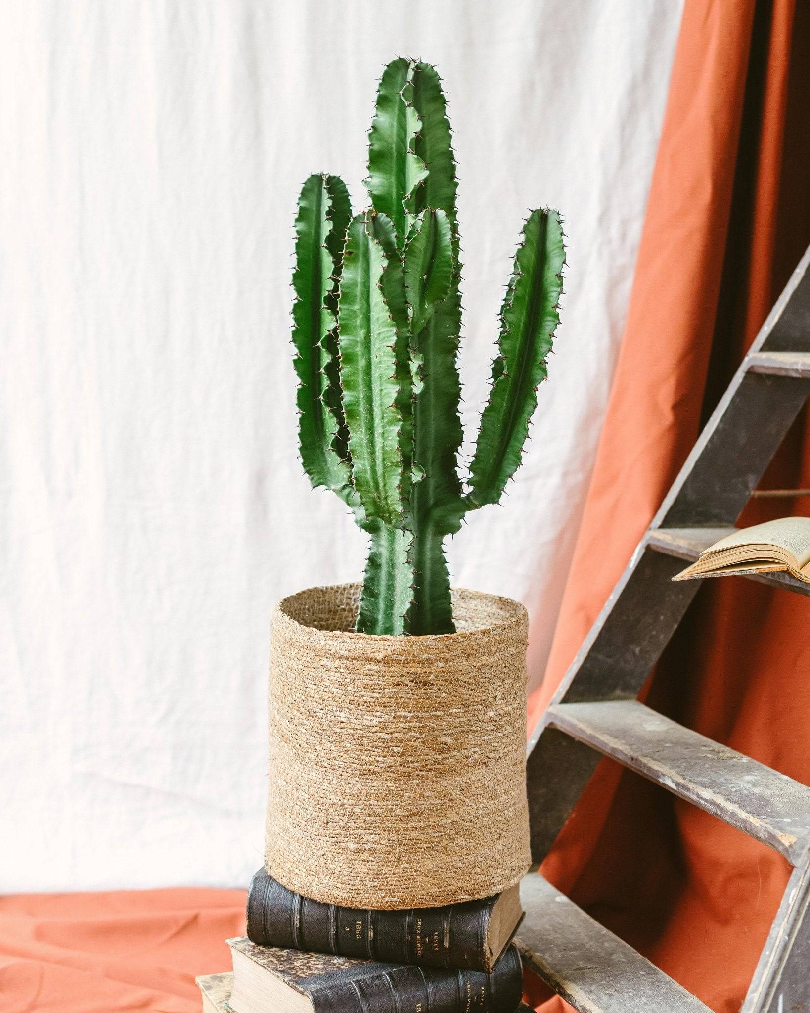 La Green Touch - Euphorbia 90cm - Plante d'intérieur- La Green Touch - Imagen 1