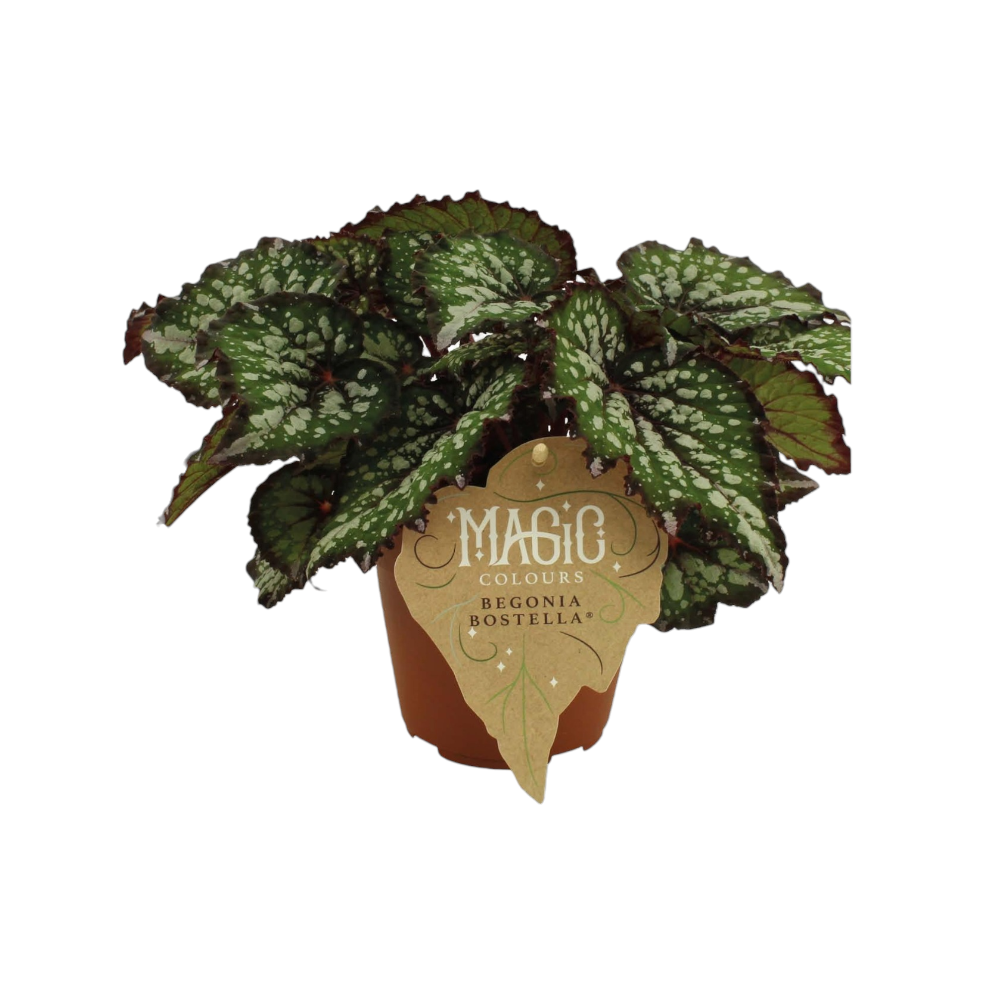 La Green Touch - Begonia Rex 'Bostella' 25cm - Plante d'intérieur- La Green Touch - Imagen 1