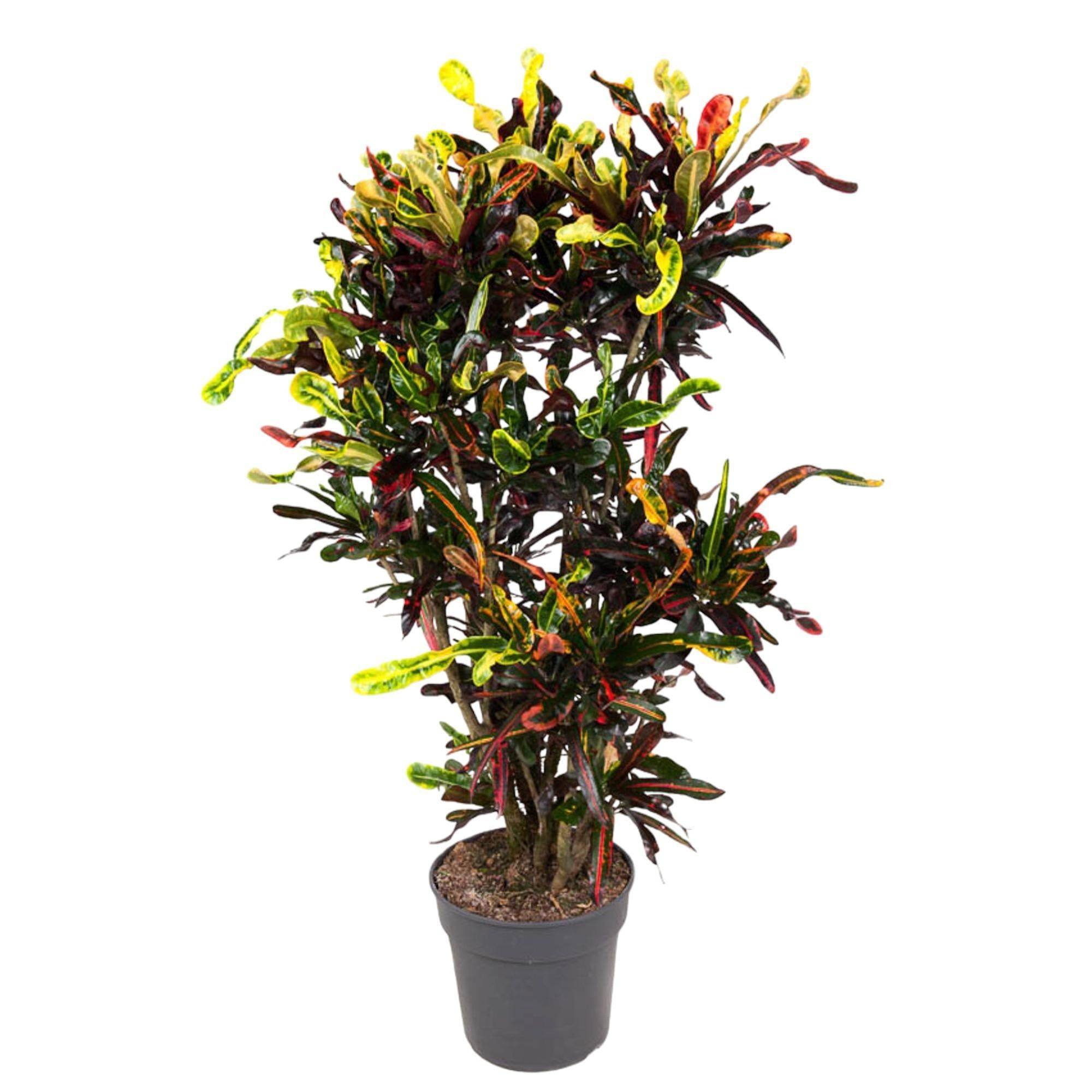 Codiaeum croton coloré 120cm - Plante d'intérieur- La Green Touch